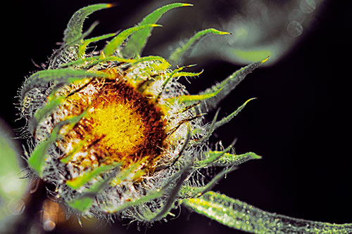 Dying Sunflower Curling Up (Yellow Tint Photo)