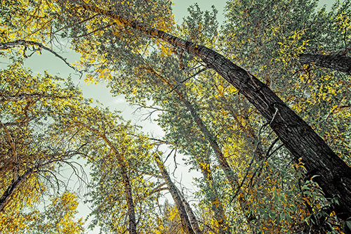 Early Autumn Trees Curving Among Sunlight (Yellow Tint)