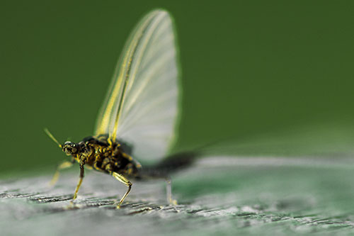 Excited Open Mouthed Mayfly Watches Sunrise (Yellow Tint)