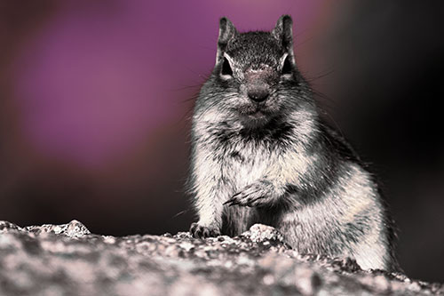 Eye Contact With Wild Ground Squirrel (Yellow Tint)