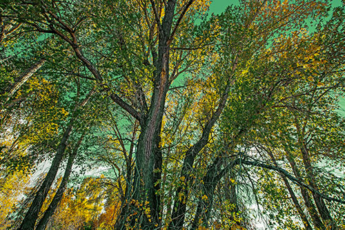 Fall Changing Autumn Tree Canopy Color (Yellow Tint Photo)