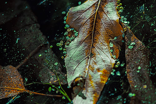 Fallen Autumn Leaf Face Rests Atop Ice (Yellow Tint Photo)