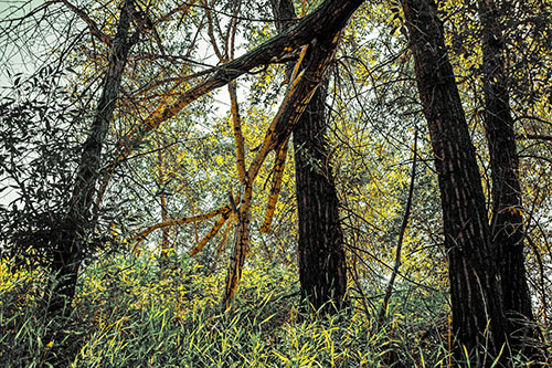 Fallen Forest Tree Trunks Among Sunlight (Yellow Tint Photo)