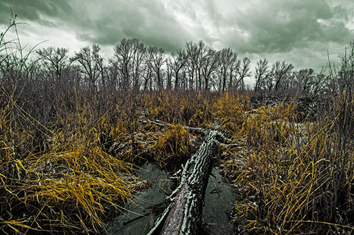 Fallen Snow Covered Tree Log Among Reed Grass (Yellow Tint)