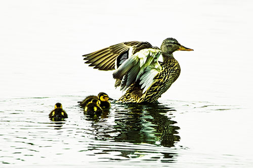 Family Of Ducks Enjoying Lake Swim (Yellow Tint Photo)