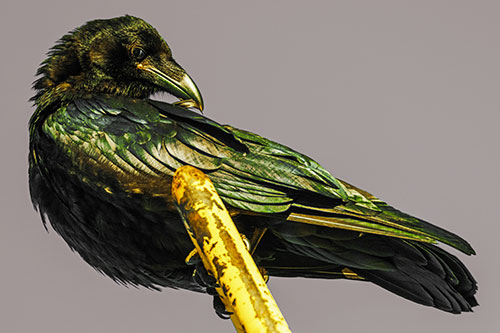 Feather Cleaning Raven Perched Atop Rusted Rail (Yellow Tint)