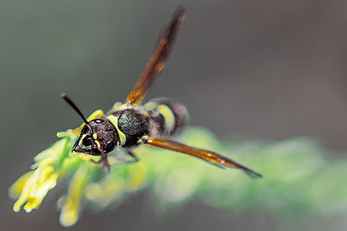 Feisty Wasp Gazes Upwards Among Plant Top (Yellow Tint)