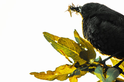 Female Brewers Blackbird Collects Mouthful Of Bugs (Yellow Tint)