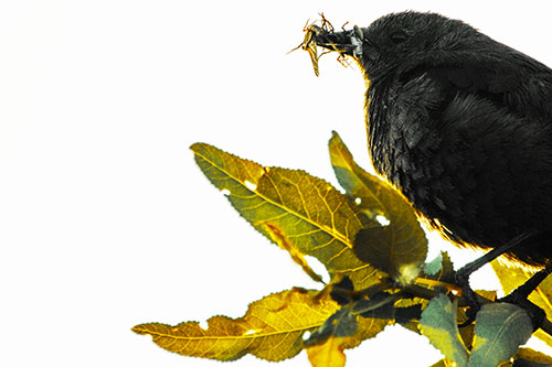 Female Brewers Blackbird Collects Mouthful Of Bugs (Yellow Tint Photo)