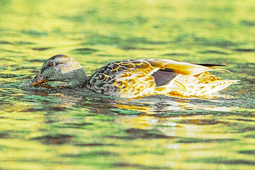 Female Mallard Duck Feasting Among River Water (Yellow Tint)