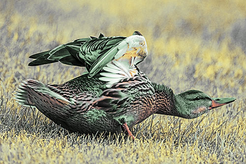 Female Mallard Duck Stretching Among Cut Grass (Yellow Tint)