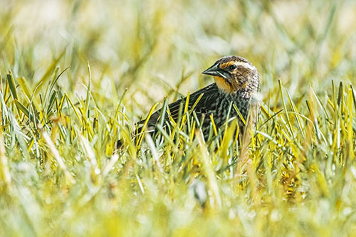 Female Red Winged Blackbird Taking Gander Among Grass (Yellow Tint)