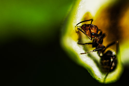 Fire Ant Milking Aphid Among Milkweed Leaf (Yellow Tint)