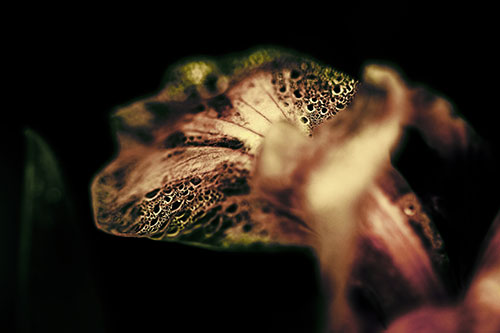 Fish Faced Dew Covered Iris Flower Petal (Yellow Tint Photo)