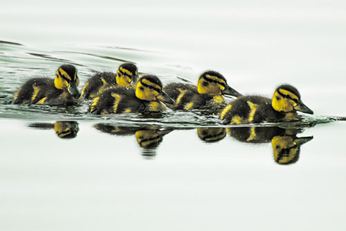 Five Baby Mallard Ducklings Swimming Across Lake Water (Yellow Tint)