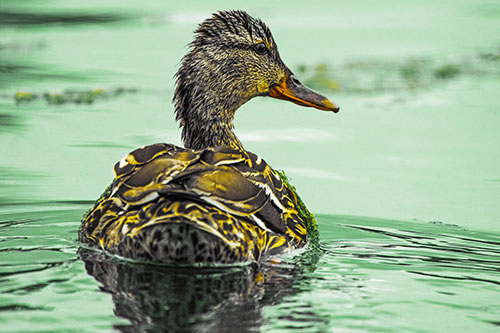 Floating Female Mallard Duck Glancing Sideways (Yellow Tint Photo)