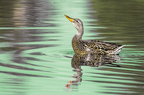 Floating Mallard Duck Watches Dragonfly Buzzing Above (Yellow Tint)