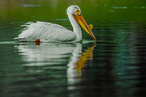 Floating Pelican Reflection Among Lake Water (Yellow Tint)