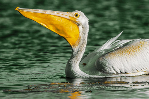Floating Pelican Swallows Fishy Dinner (Yellow Tint Photo)