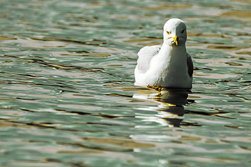 Floating Seagull Making Direct Eye Contact (Yellow Tint)