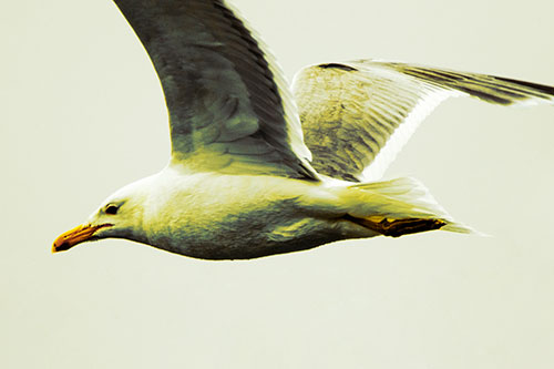 Flying Seagull Close Up During Flight (Yellow Tint Photo)