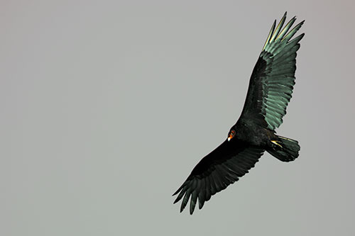 Flying Turkey Vulture Hunts For Food (Yellow Tint Photo)