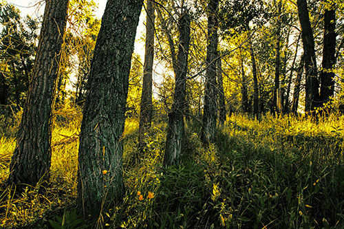 Forest Tree Trunks Blocking Sunlight (Yellow Tint Photo)