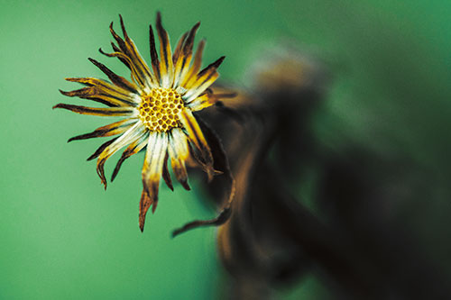 Freezing Aster Flower Shaking Among Wind (Yellow Tint Photo)