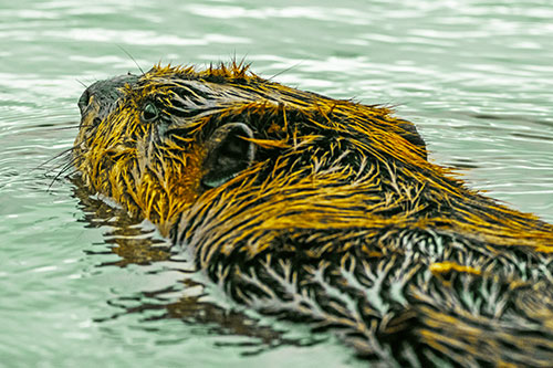 Frightened Beaver Swims Upstream River (Yellow Tint)