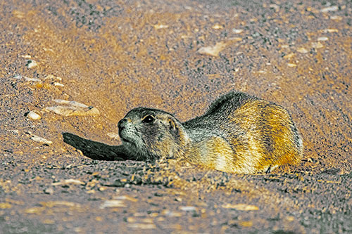 Frightened Russet Ground Squirrel Crouching Atop Dirt Mound (Yellow Tint)