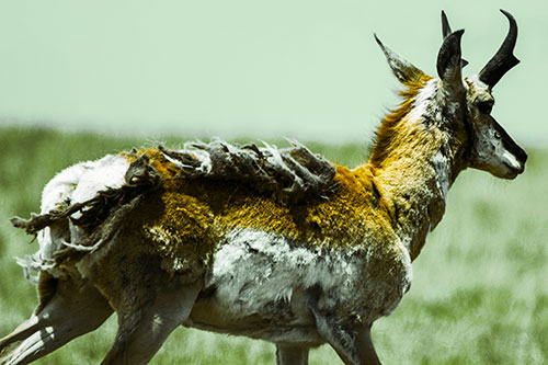 Fur Shedding Pronghorn Walking Along Grass (Yellow Tint Photo)