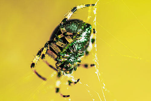 Furrow Orb Weaver Spider Descends Down Web (Yellow Tint Photo)