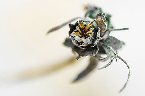 Fuzzy Blossoming Willow Cone Gall Midge (Yellow Tint)