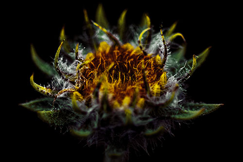 Fuzzy Sunflower Bud Begins Blooming (Yellow Tint)