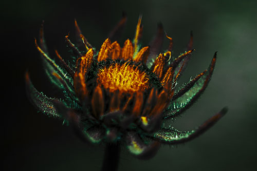 Fuzzy Unfurling Sunflower Bud Blooming (Yellow Tint Photo)