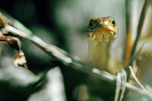 Garter Snake Peeking Head Above Sticks (Yellow Tint)