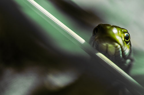 Garter Snake Peeking Head Over Dried Fescue Grass Blade (Yellow Tint)