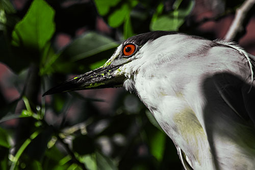 Gazing Black Crowned Night Heron Among Tree Branches (Yellow Tint Photo)