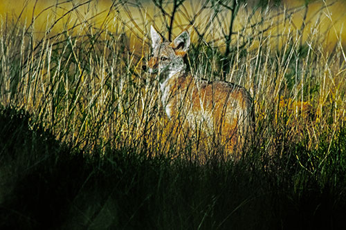 Gazing Coyote Watches Among Feather Reed Grass (Yellow Tint Photo)