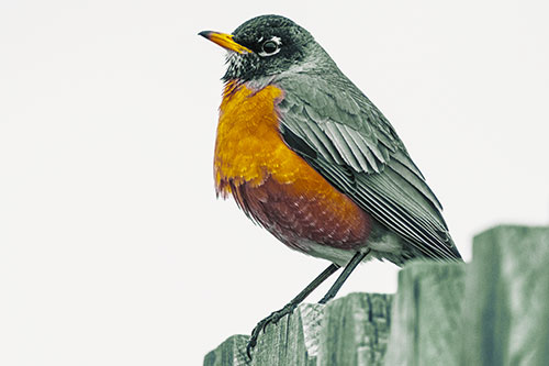 Glaring American Robin Standing Guard Atop Wooden Fence (Yellow Tint Photo)