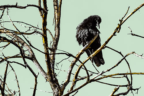 Glaze Eyed Crow Tilting Head Among Dead Tree Branches (Yellow Tint)