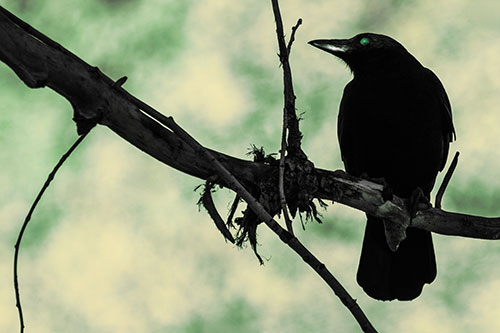 Glazed Eyed Crow Gazing Sideways Along Sloping Tree Branch (Yellow Tint Photo)