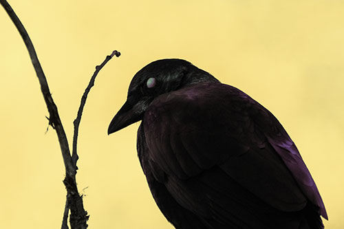 Glazed Eyed Crow Hunched Over Atop Tree Branch (Yellow Tint Photo)