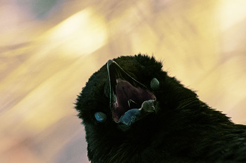 Glazed Eyed Tongue Screaming Crow (Yellow Tint Photo)