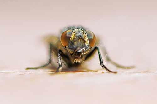 Glistening Cluster Fly Sticking Tongue Out (Yellow Tint)