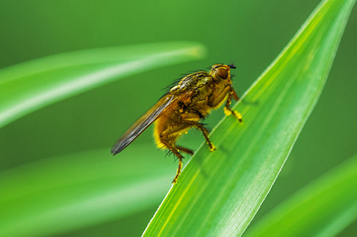 Golden Dung Fly Perched Along Sloping Fescue Grass Blade (Yellow Tint)