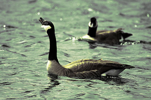 Goose Honking Loudly On Lake Water (Yellow Tint Photo)