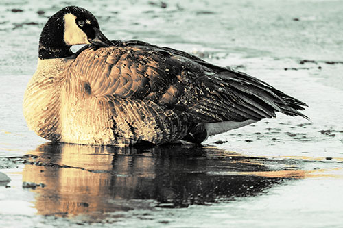 Goose Resting Atop Ice Frozen River (Yellow Tint Photo)
