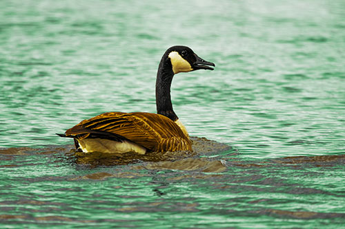Goose Swimming Down River Water (Yellow Tint Photo)