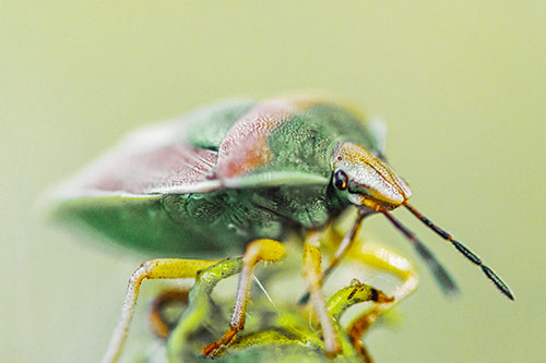 Gorse Shieldbug Standing Atop Gumplant (Yellow Tint)